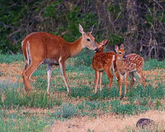 Whitetail doe with 2 fawns