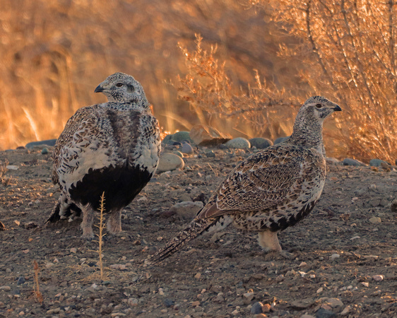 Sage grouse at sunset