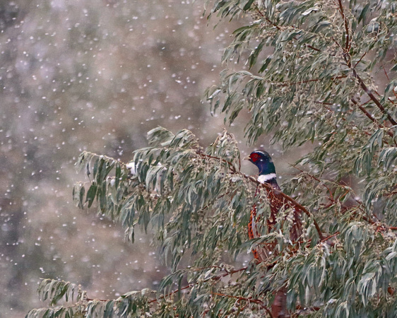 Pheasant in a tree watching snow