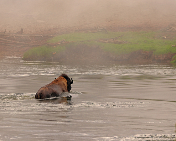 Bison crossing river