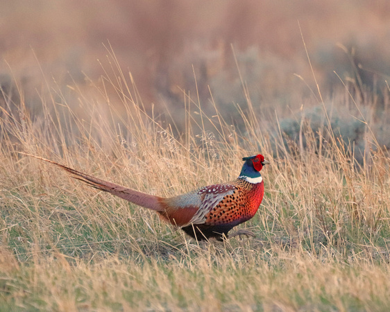 Pheasant rooster at sundown high stepping