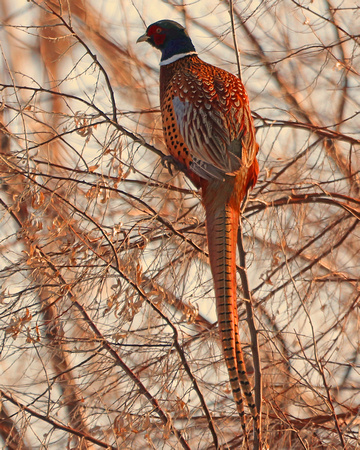 Pheasant roosting in tree