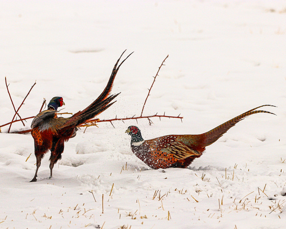Pheasant fight-2