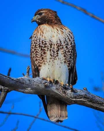 Red tailed hawk side profile