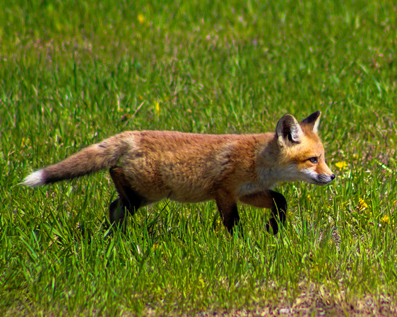 Red fox kit pointing