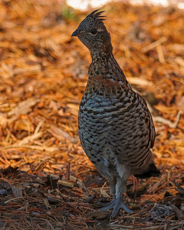 Roughed grouse in YNP
