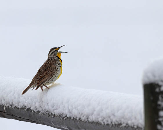 Meadowlark in snow singing