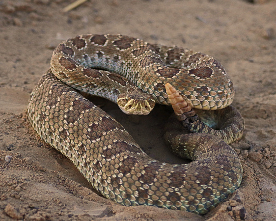 Rattlesnake in coil