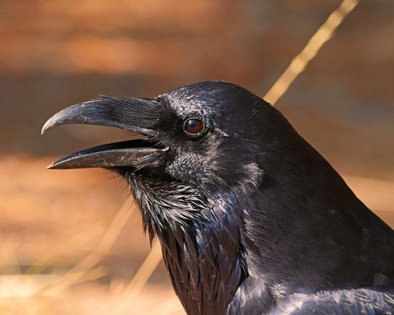 Raven in Grand Teton