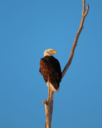 Bald eagle on lone tall branch