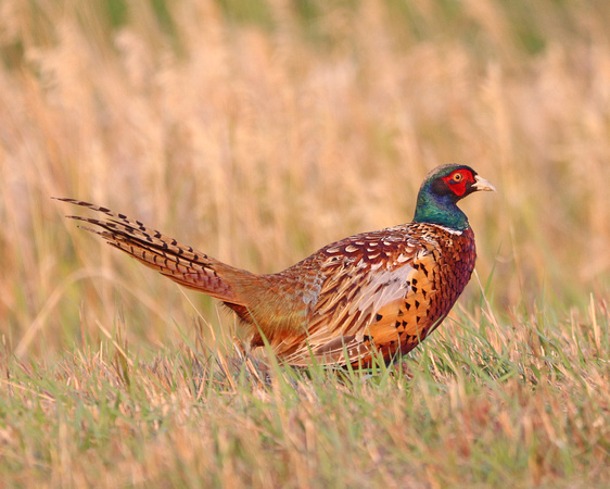 Pheasant rooster in the morning