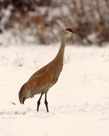 Sandhill crane in snow