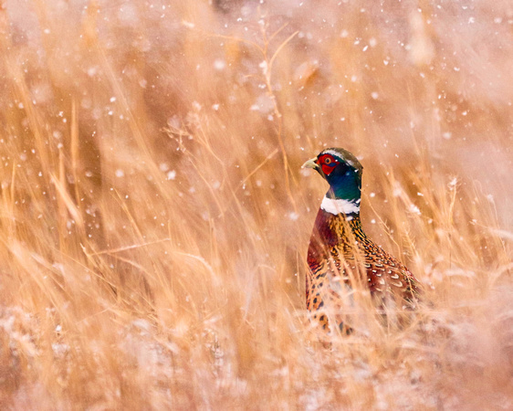 Pheasant in heavy snow
