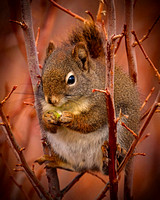 Red squirrel eating in a bush