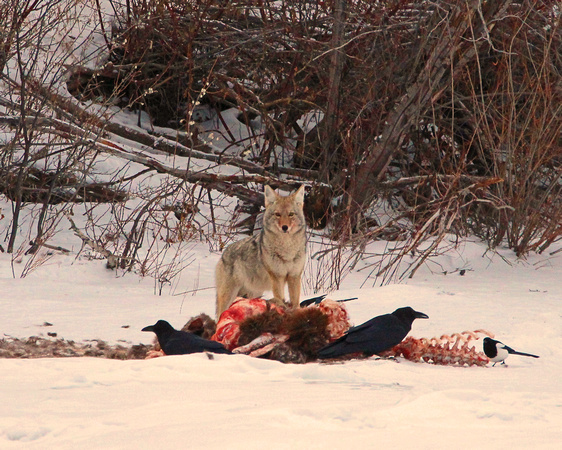 Coyote on a carcass