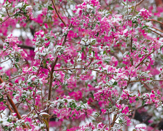 Snowy blossoms