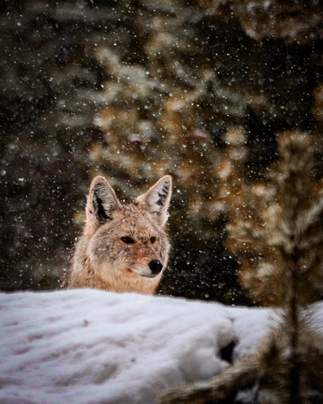 Coyote in snowstorm YNP