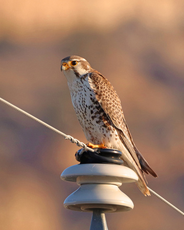 Prairie falcon closeup