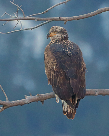 Juvenile bald eagle looking fierce