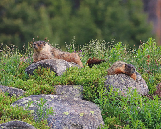 Marmots sunning on rocks