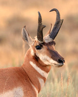 Pronghorn antelope buck at sunset