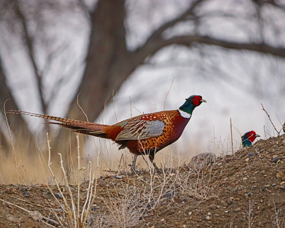 Pheasant roosters