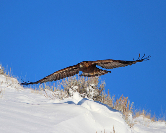 Golden eagle flying over snowy peak