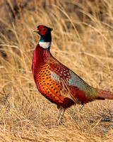 Pheasant Vibrant Colors
