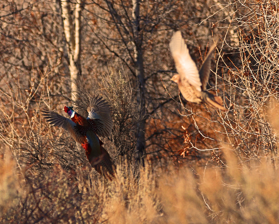 Pheasants in flight
