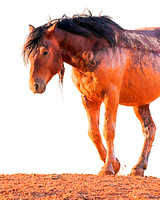 Wild mustang in mud at sunset