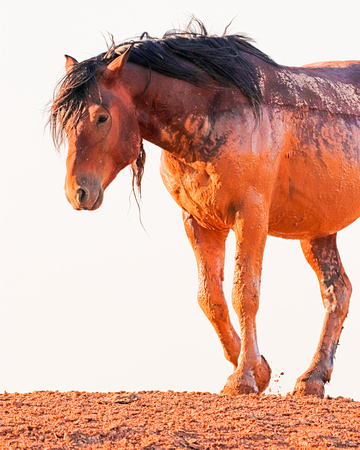 Wild mustang in mud at sunset