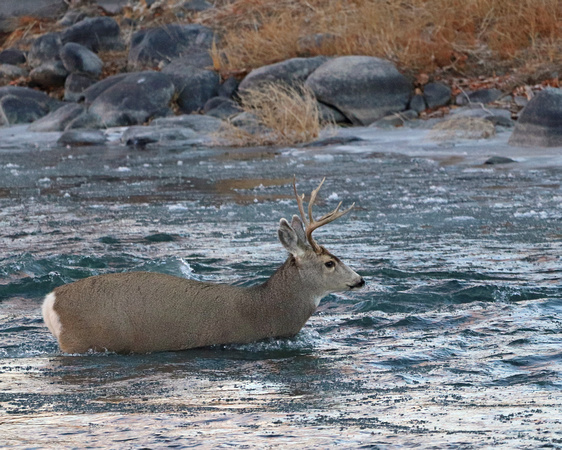 Mule deer buck crossing river