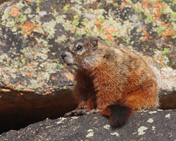 Young marmot on rock Beartooth Pass