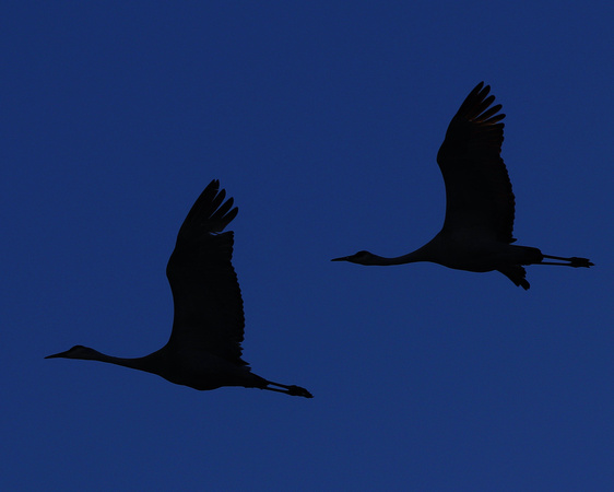 Sandhill crane silhouettes flying