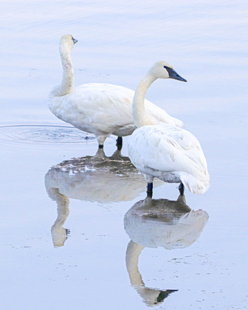 Trumpeter swans reflecting in Yellowstone lake