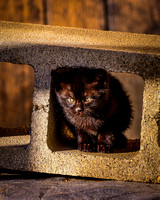 Kitten in cinder block-2