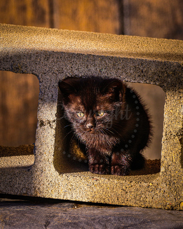 Kitten in cinder block-2