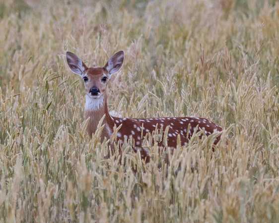 Whitetail fawn in tall grass-1