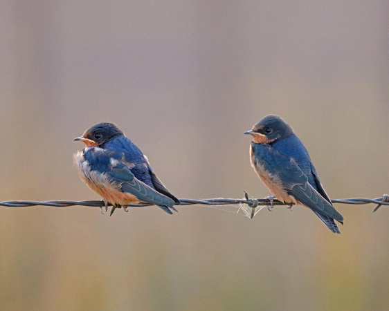 Barn swallows on a wire