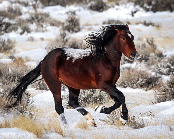 Wild horse running in snow