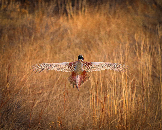 Pheasant in flight from behind