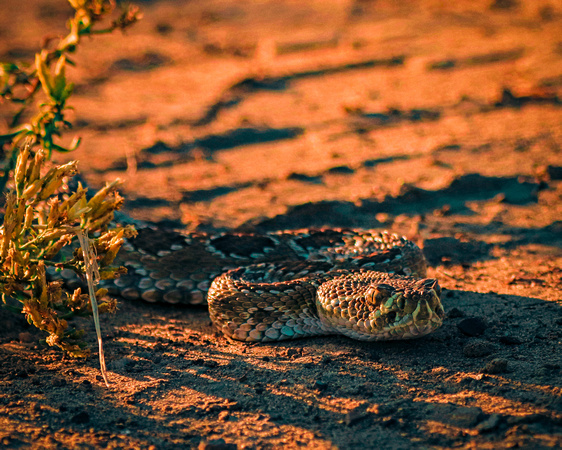 Rattlesnake on the prowl