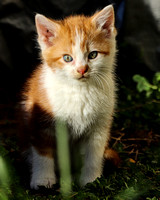 Orange kitten