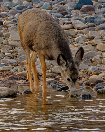 Yearling drinking from the river