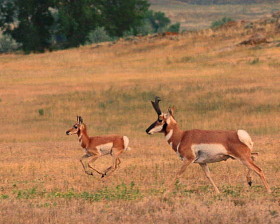 Antelope buck and fawn