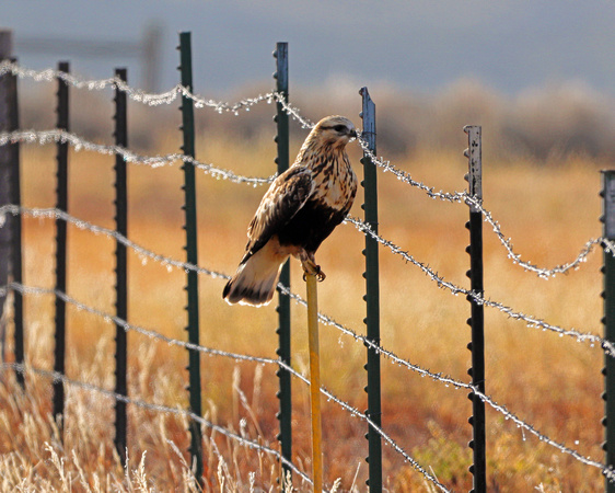Rough legged hawk and iced over fence