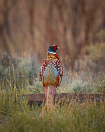 Pheasant rooster on flat rock