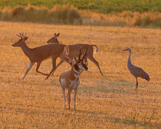 Snadhill crane, antelope buck, whitetail deer