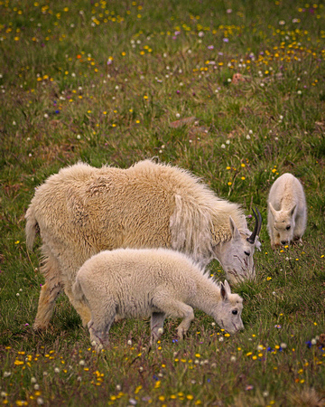 Mountain goats in wildflowers beartooth pass
