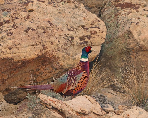 Pheasant in the rocks